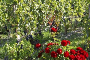 Vignoble du Médoc